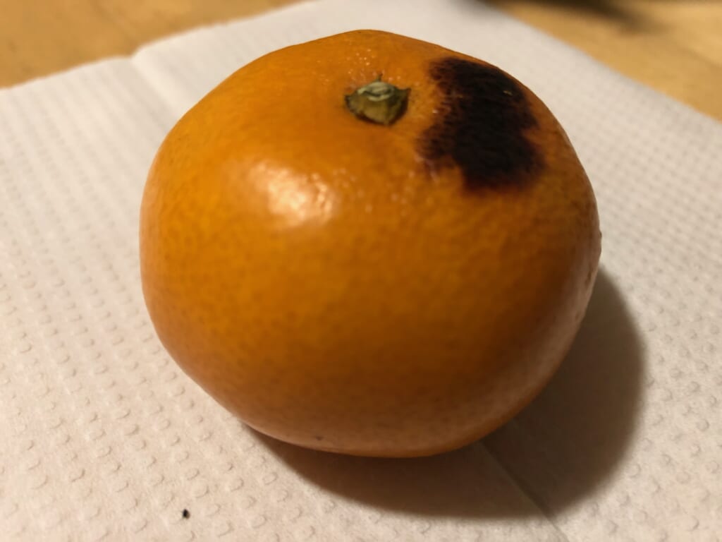 まるごと焼きみかん